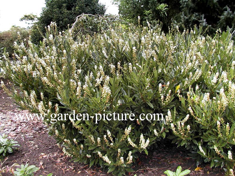 Prunus laurocerasus 'Otto Luyken'