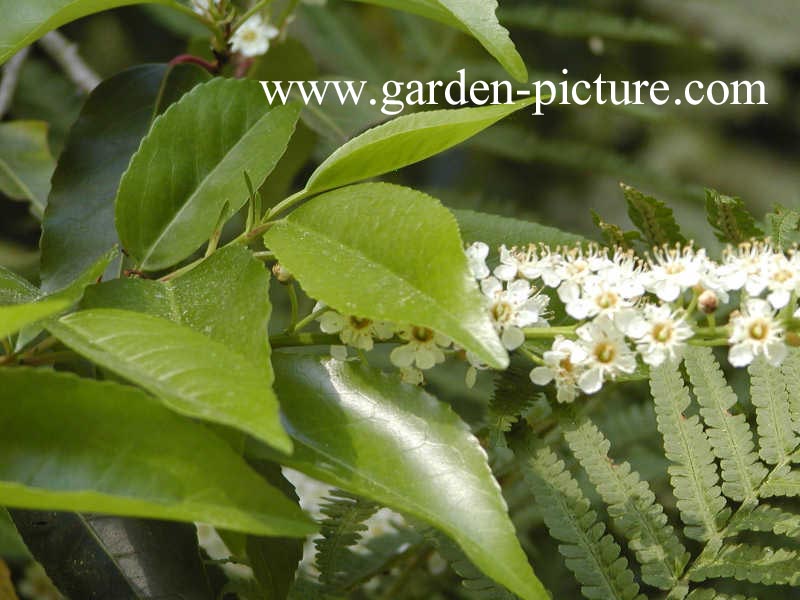 Prunus lusitanica