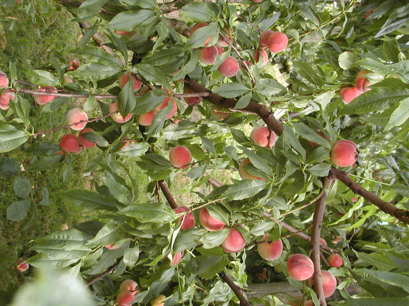Prunus persica 'Amsden'