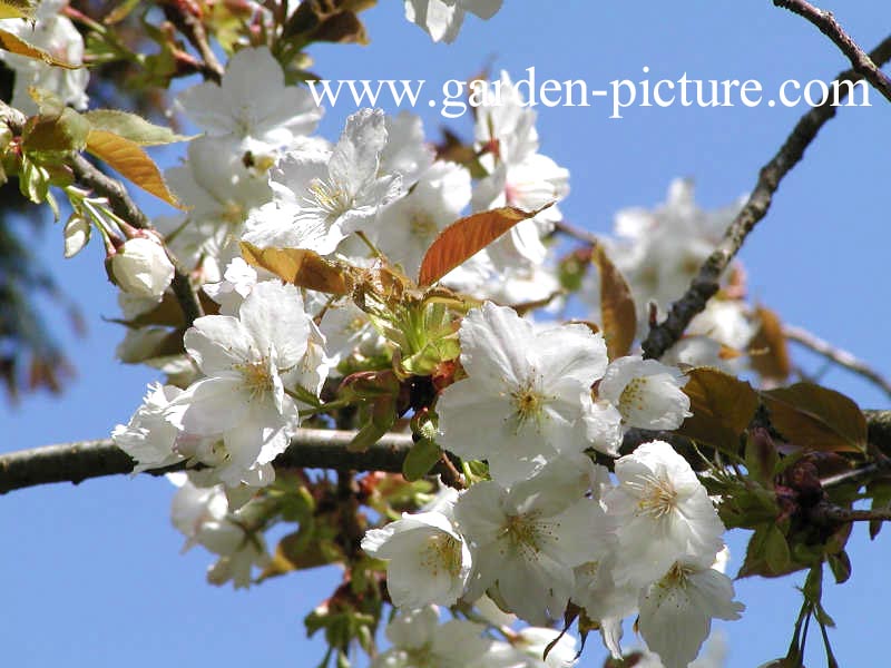 Prunus serrulata 'Shirotae'