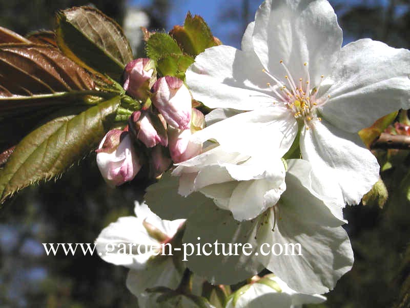 Prunus serrulata 'Shirotae'