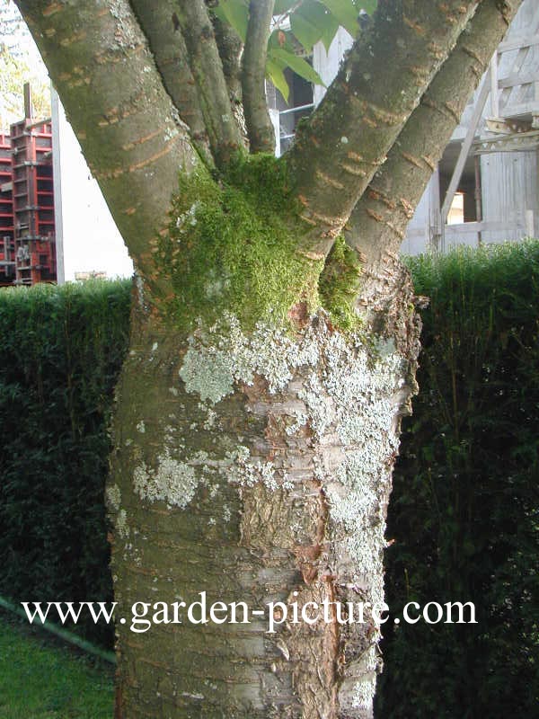 Prunus serrulata 'Shirotae'