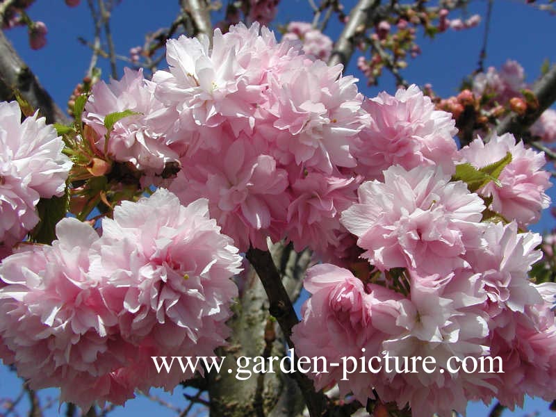 Prunus serrulata 'Kanzan'