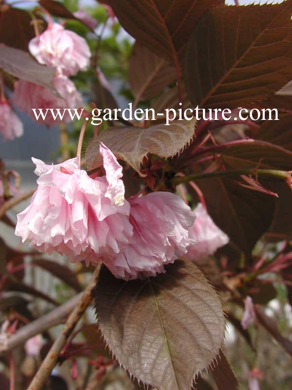 Prunus serrulata 'Royal Burgundy'