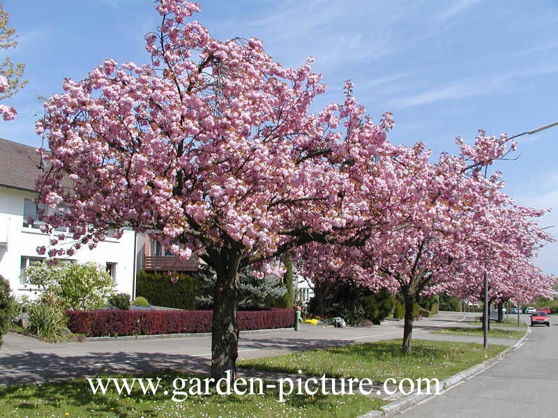 Prunus subhirtella 'Fukubana'