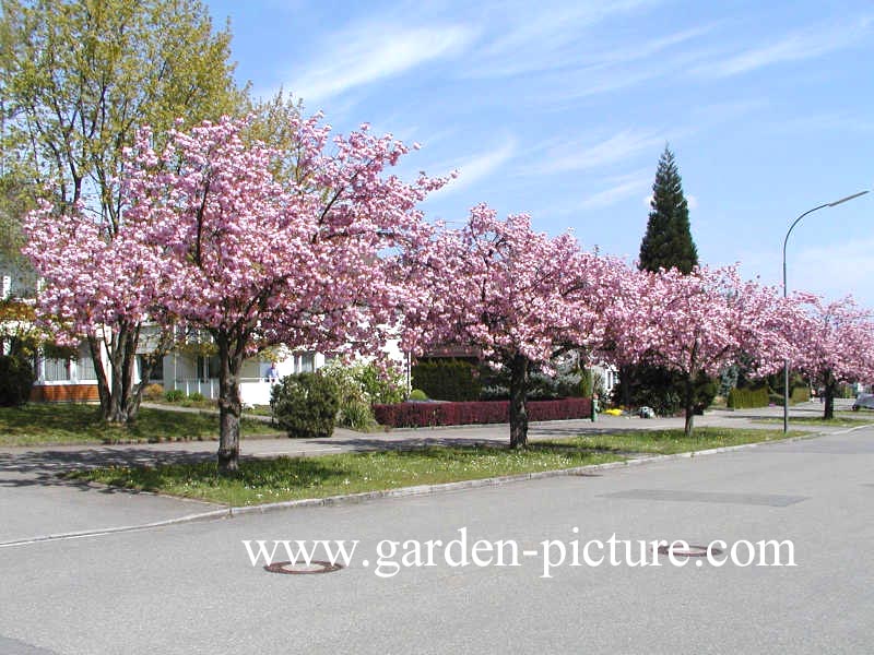 Prunus subhirtella 'Fukubana'