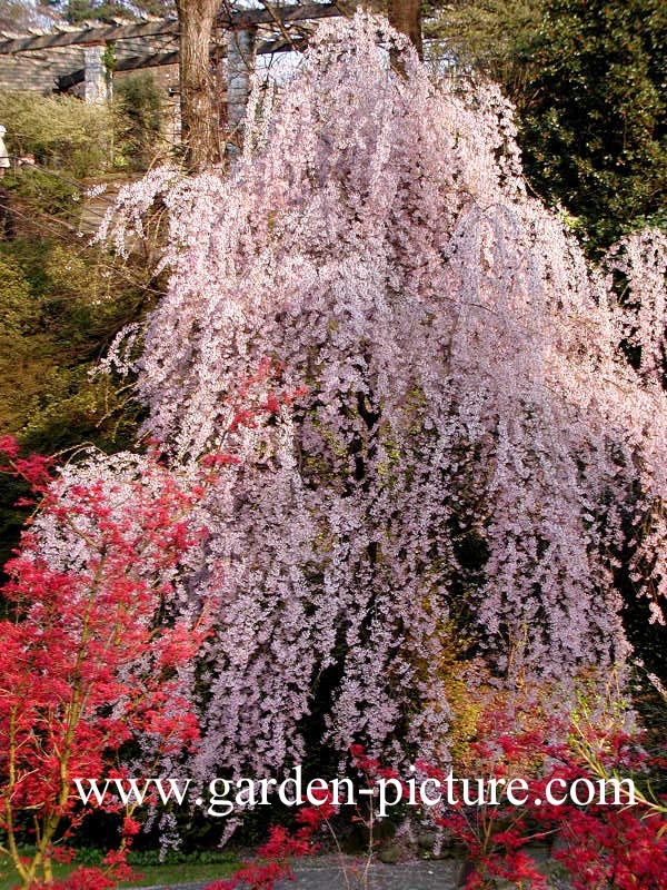 Prunus pendula