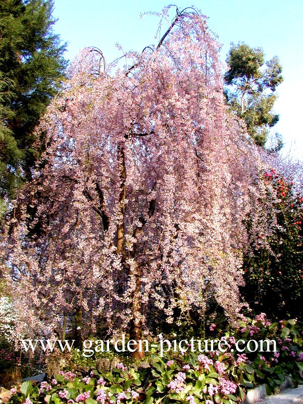 Prunus pendula