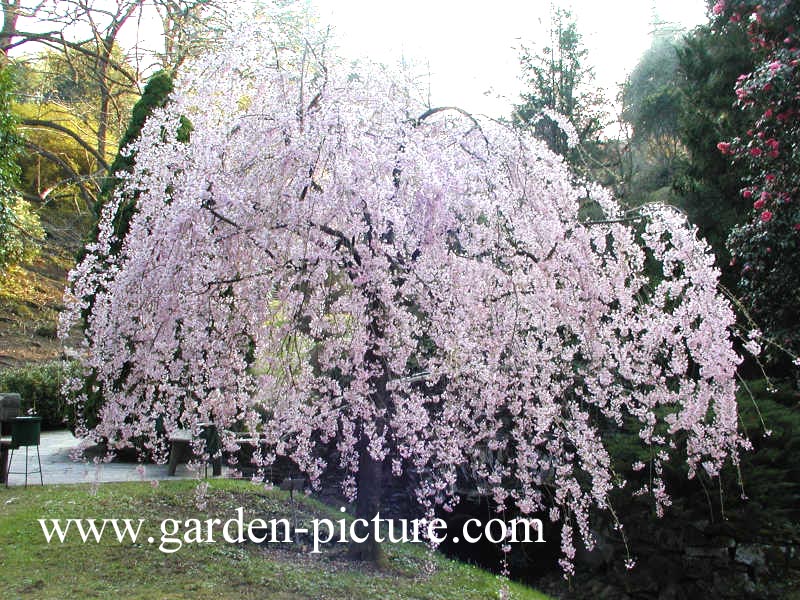 Prunus pendula