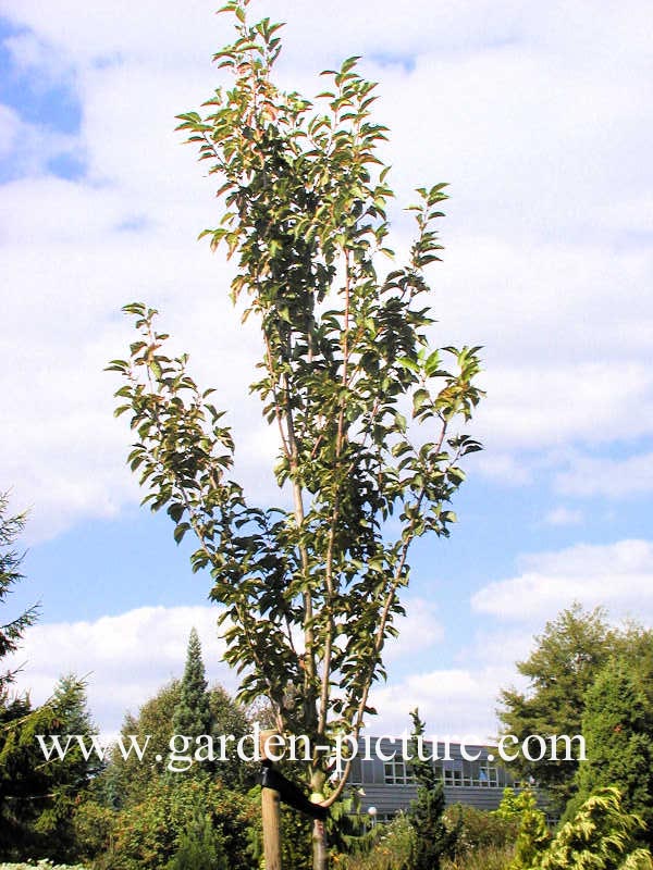 Prunus 'Umineko'