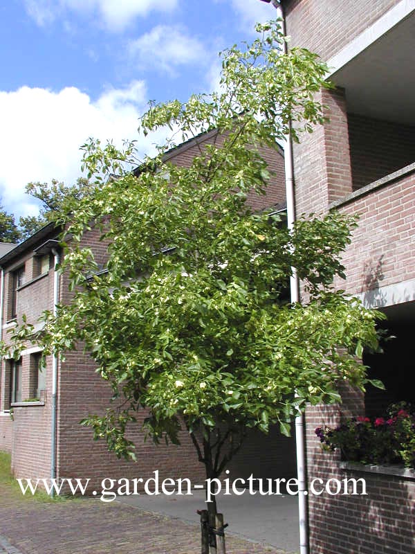 Ptelea trifoliata
