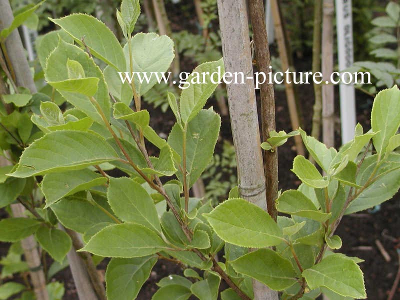 Pterostyrax corymbosa