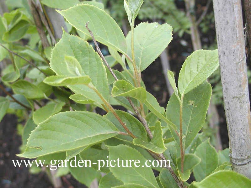 Pterostyrax corymbosa