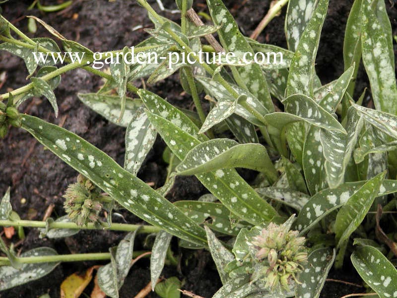 Pulmonaria longifolia 'E.B. Anderson'