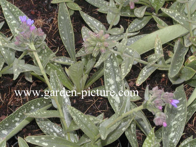 Pulmonaria longifolia 'E.B. Anderson'