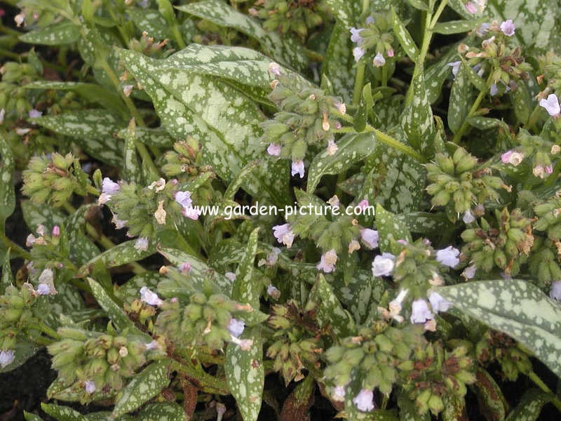 Pulmonaria saccharata 'Ocupol' (OPAL)