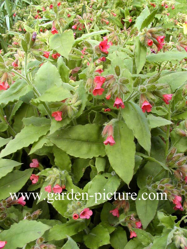 Pulmonaria rubra