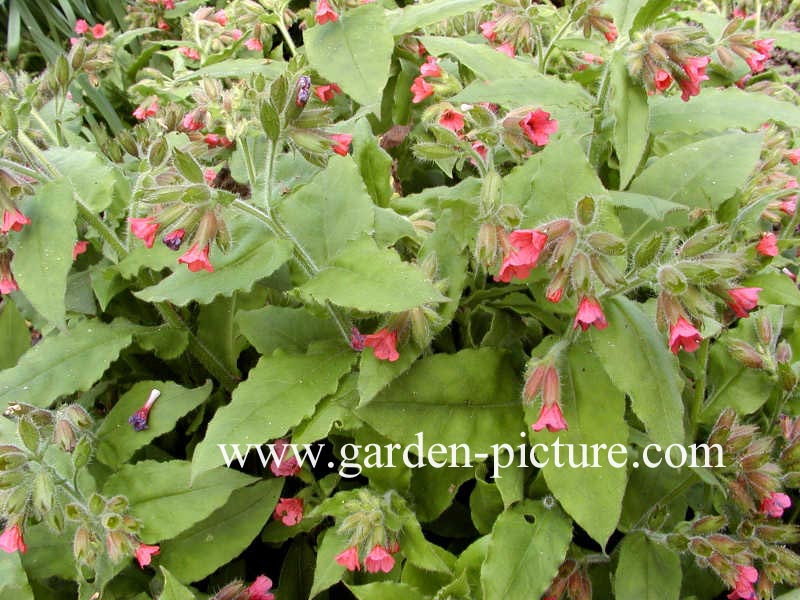 Pulmonaria rubra