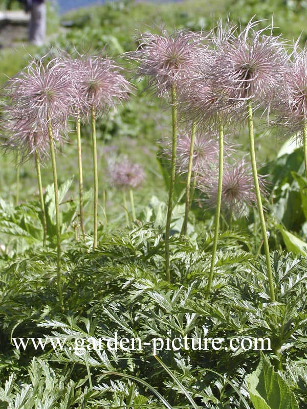 Pulsatilla vulgaris