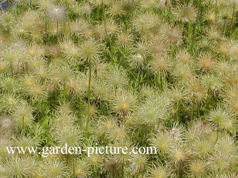 Pulsatilla vulgaris