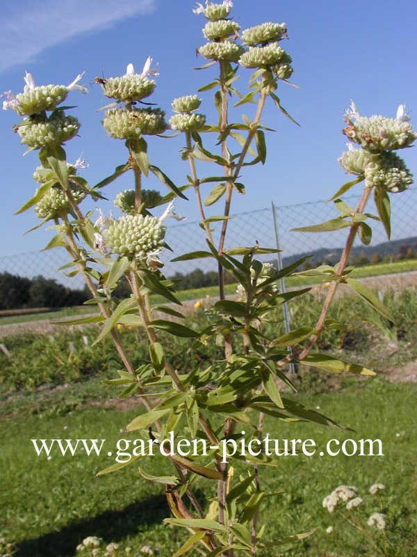 Pycnanthemum pilosum