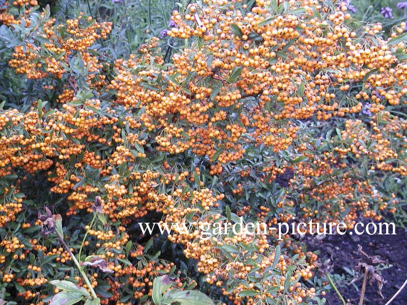 Pyracantha 'Golden Charmer'