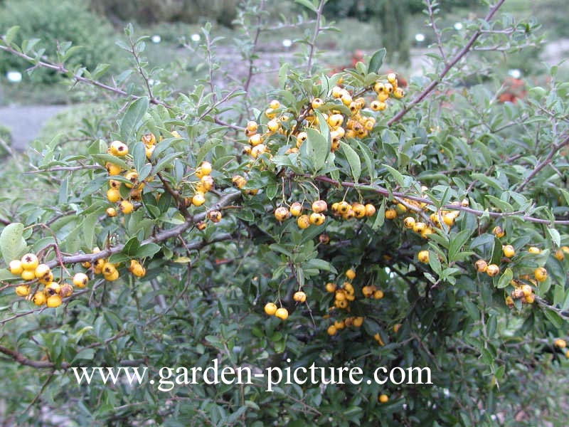 Pyracantha 'Soleil d'Or'