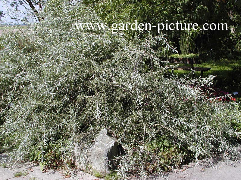 Pyrus salicifolia 'Pendula'