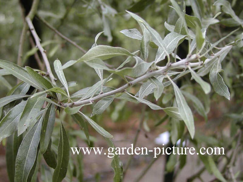 Pyrus salicifolia 'Pendula'