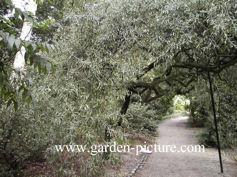 Pyrus salicifolia 'Pendula'