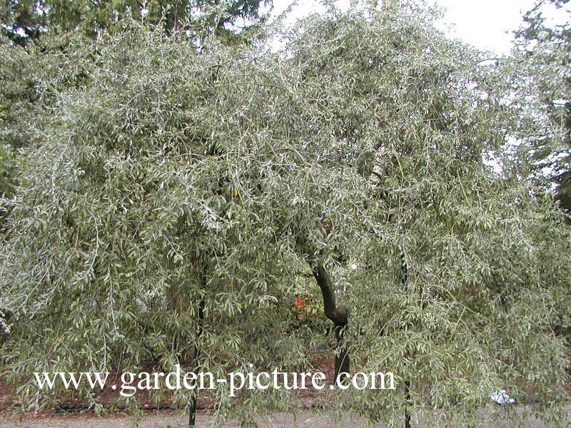 Pyrus salicifolia 'Pendula'