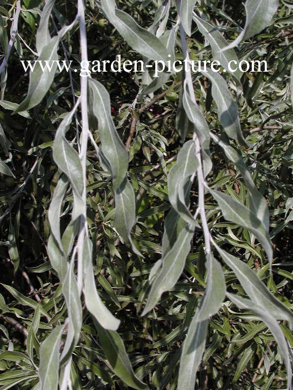 Pyrus salicifolia 'Pendula'