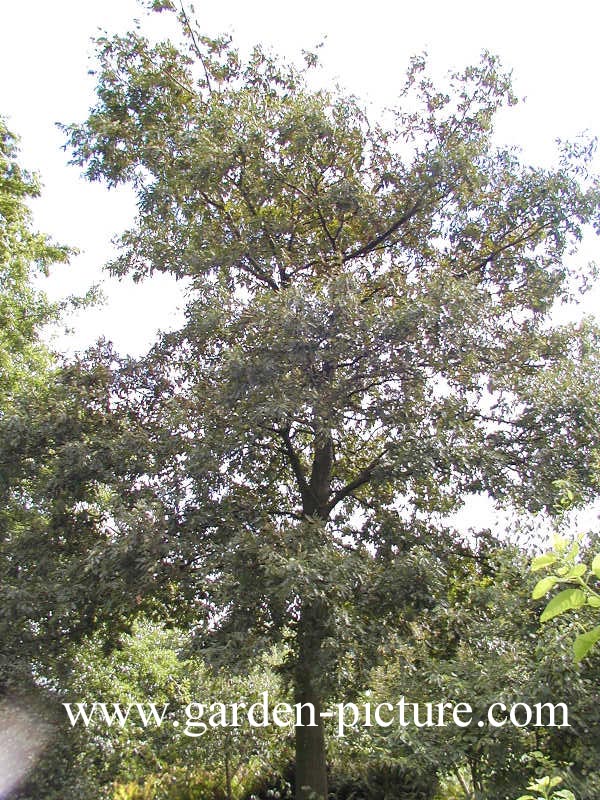 Quercus cerris