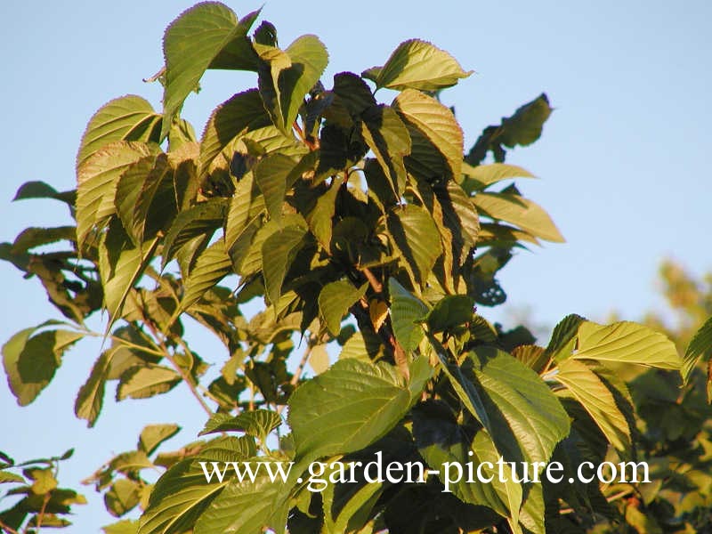 Quercus dentata 'Carl Ferris Miller'