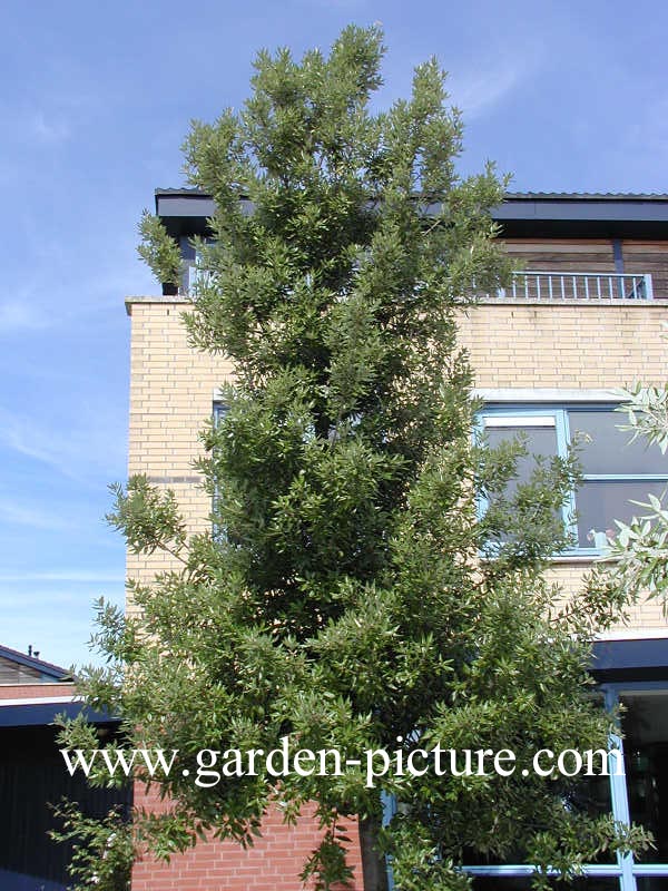 Quercus ilex