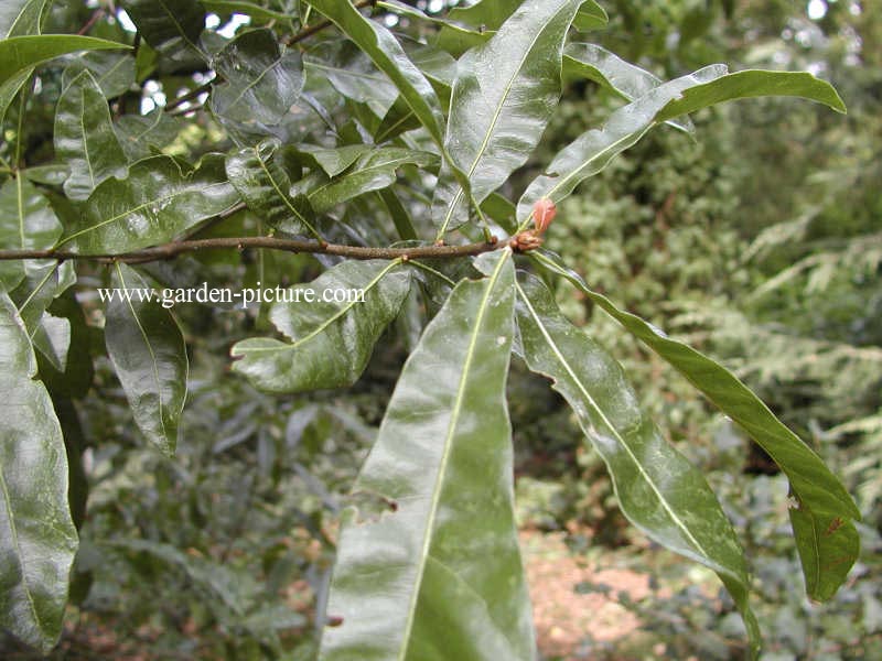 Quercus nigra