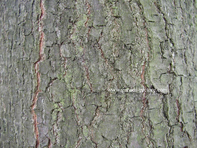 Quercus nigra