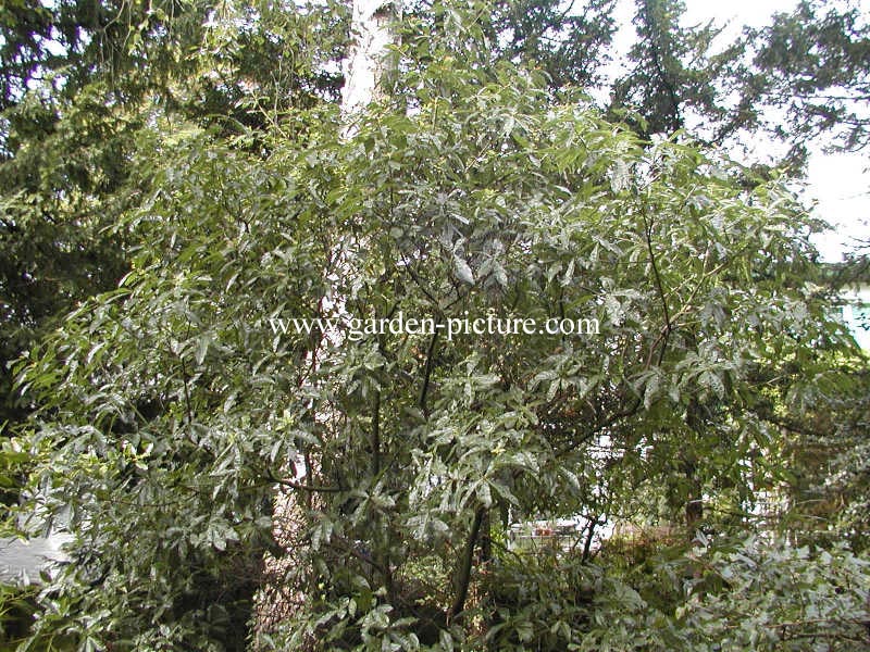 Quercus nigra