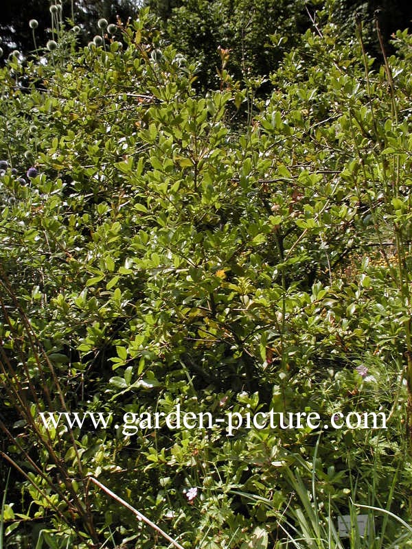 Quercus phillyreoides