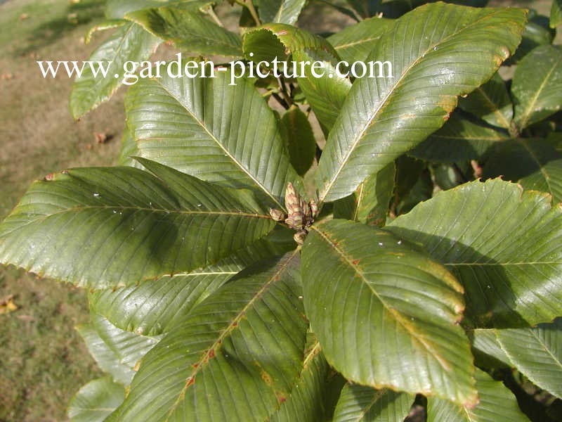 Quercus pontica