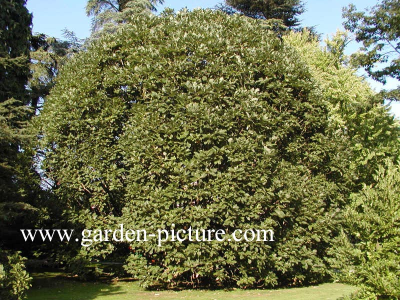 Quercus pontica
