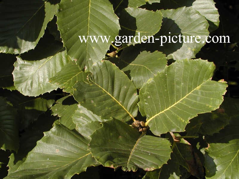 Quercus pontica