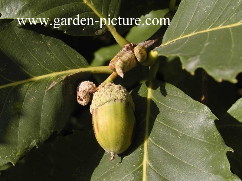 Quercus pontica