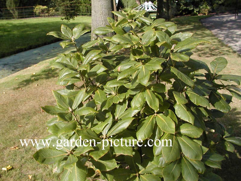 Quercus pontica