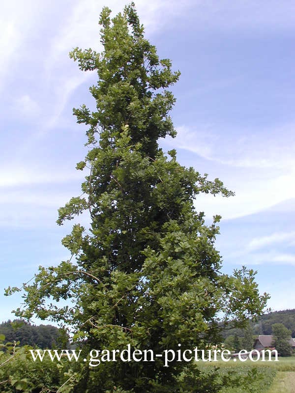 Quercus robur 'Fastigiata' (SKYROCKET)
