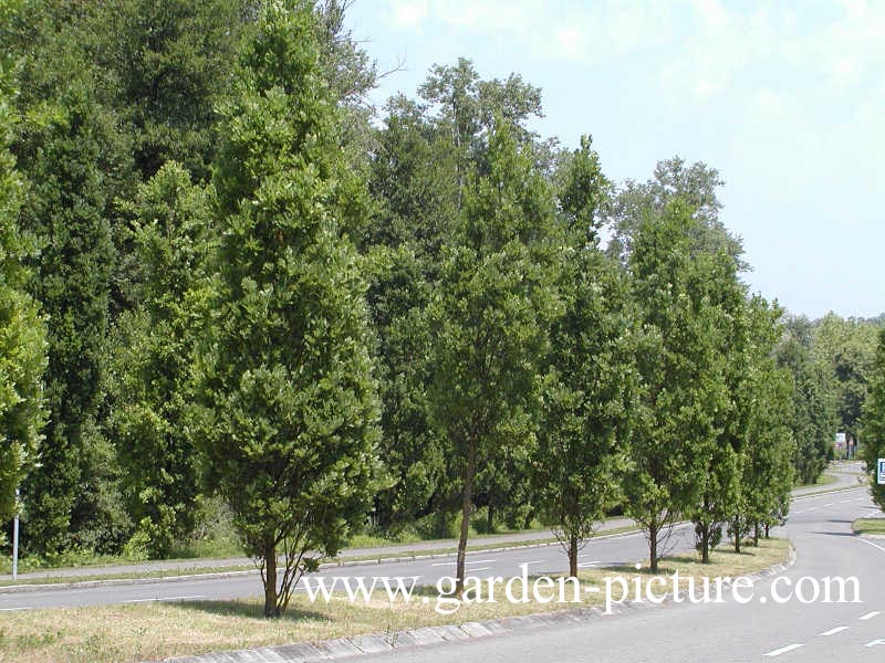 Quercus robur 'Fastigiata' (SKYROCKET)