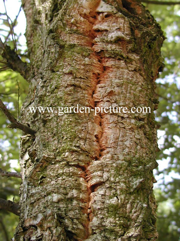 Quercus suber