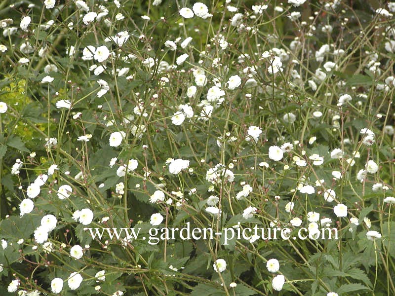 Ranunculus aconitifolius 'Pleniflorus'