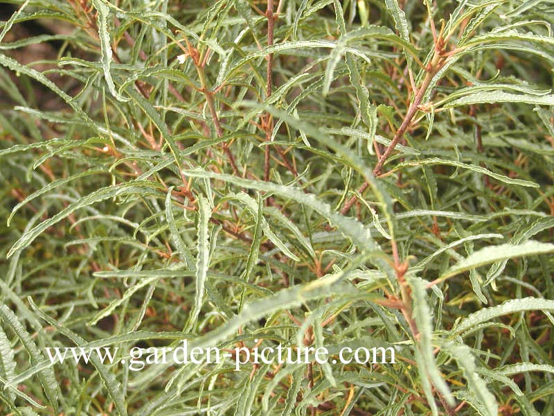 Frangula alnus 'Aspleniifolia'