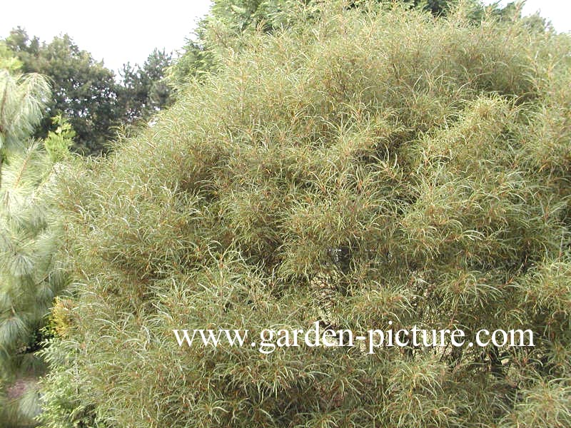 Frangula alnus 'Aspleniifolia'